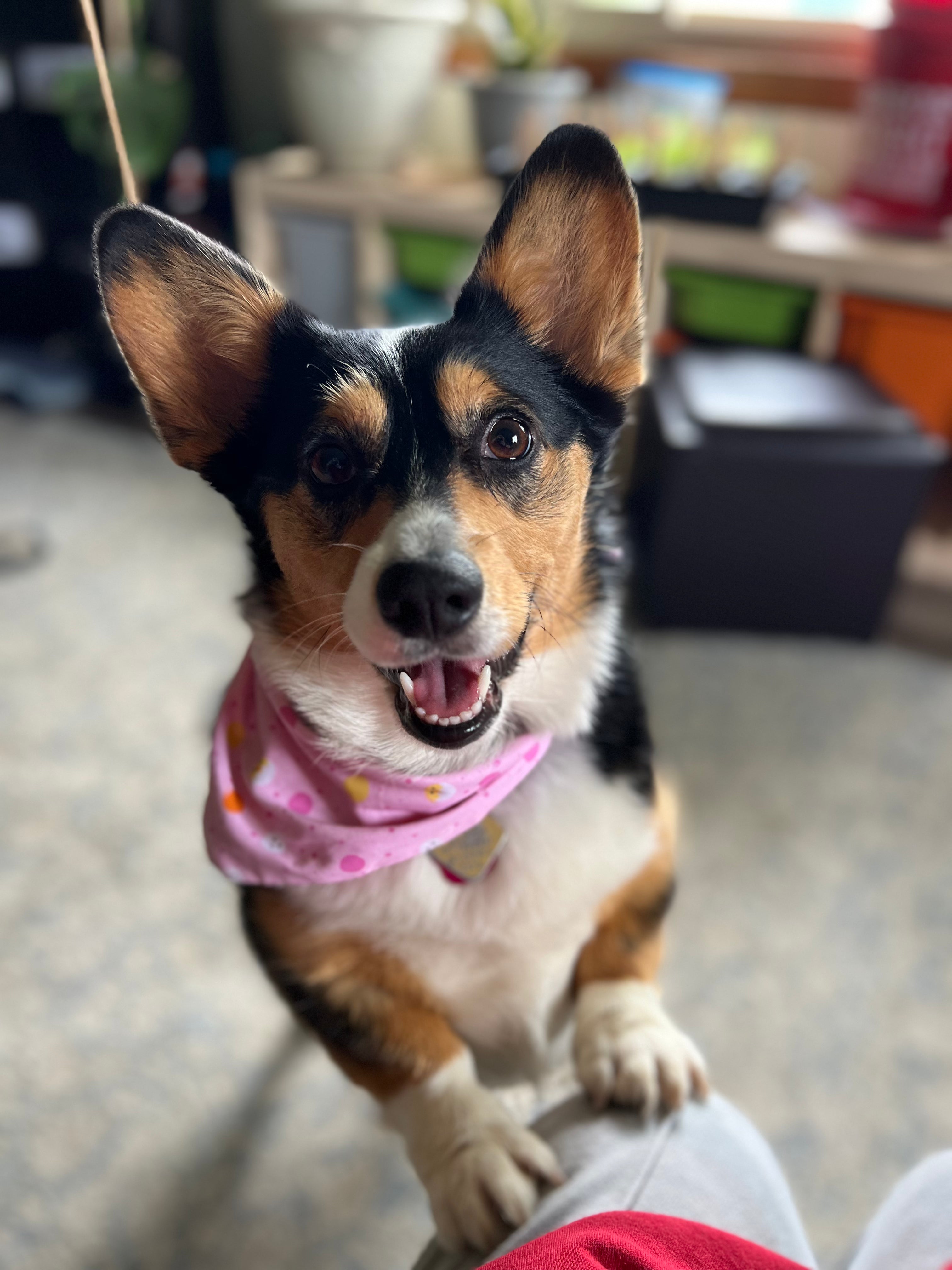 Everyday Bandana