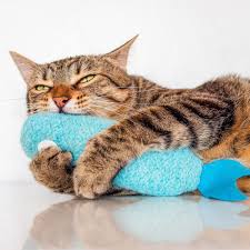 Cat toys